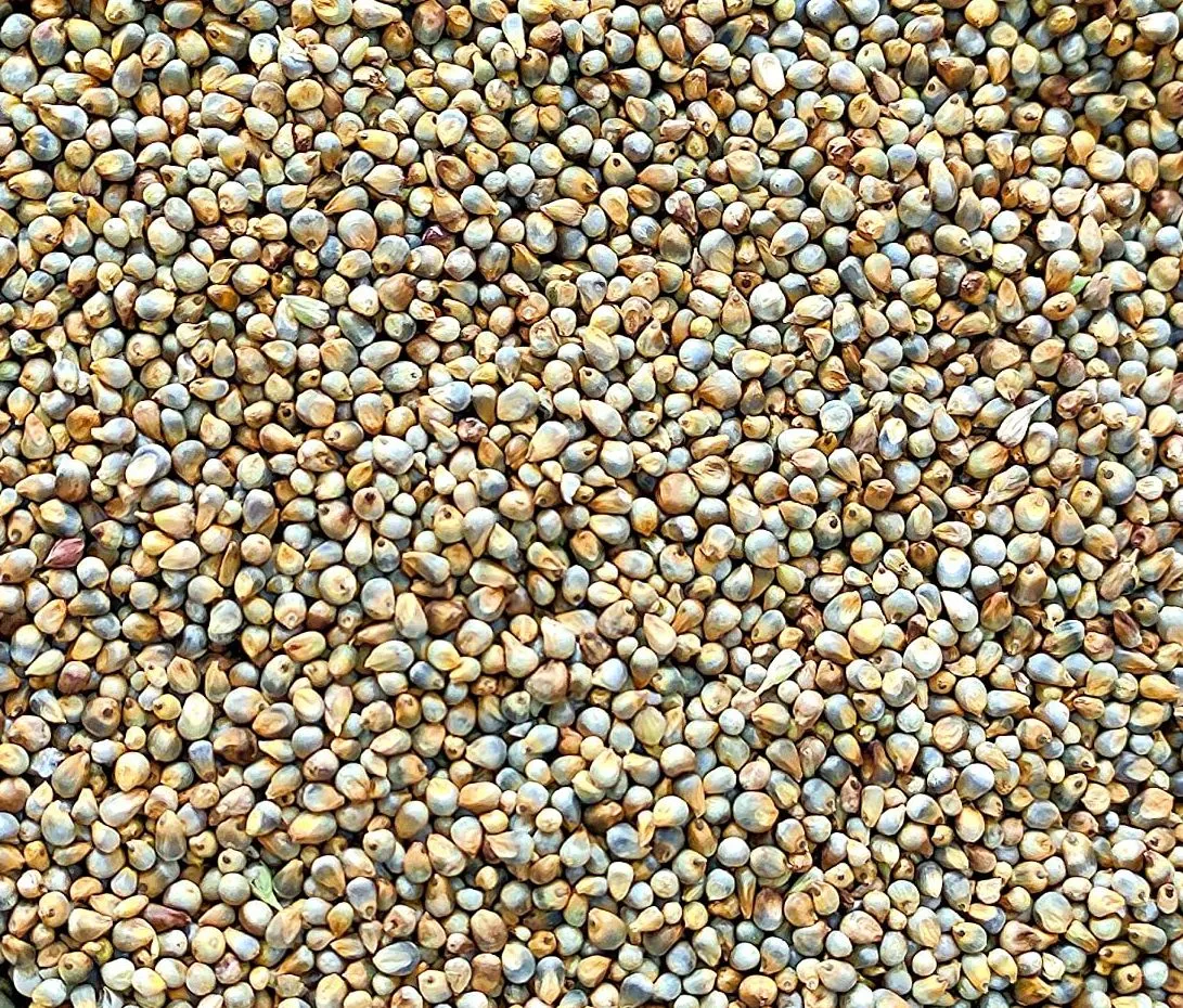 Bajari (Pearl Millet) — Oswal Brothers Bikaner