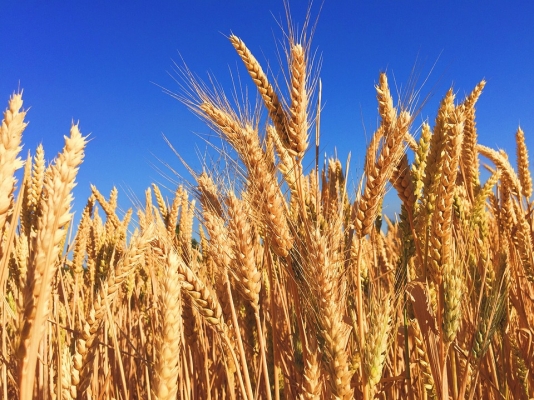 Kanak (Wheat) — Oswal Brothers Bikaner